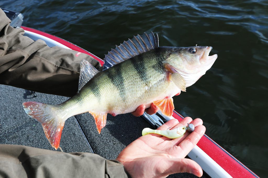 Abborrfiske - Lär dig grunderna - Svenskt Fiske