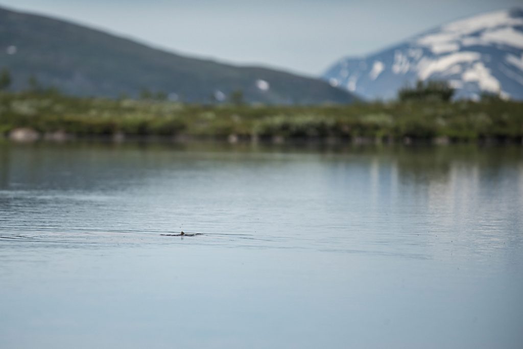 Vakande fisk i Lappland