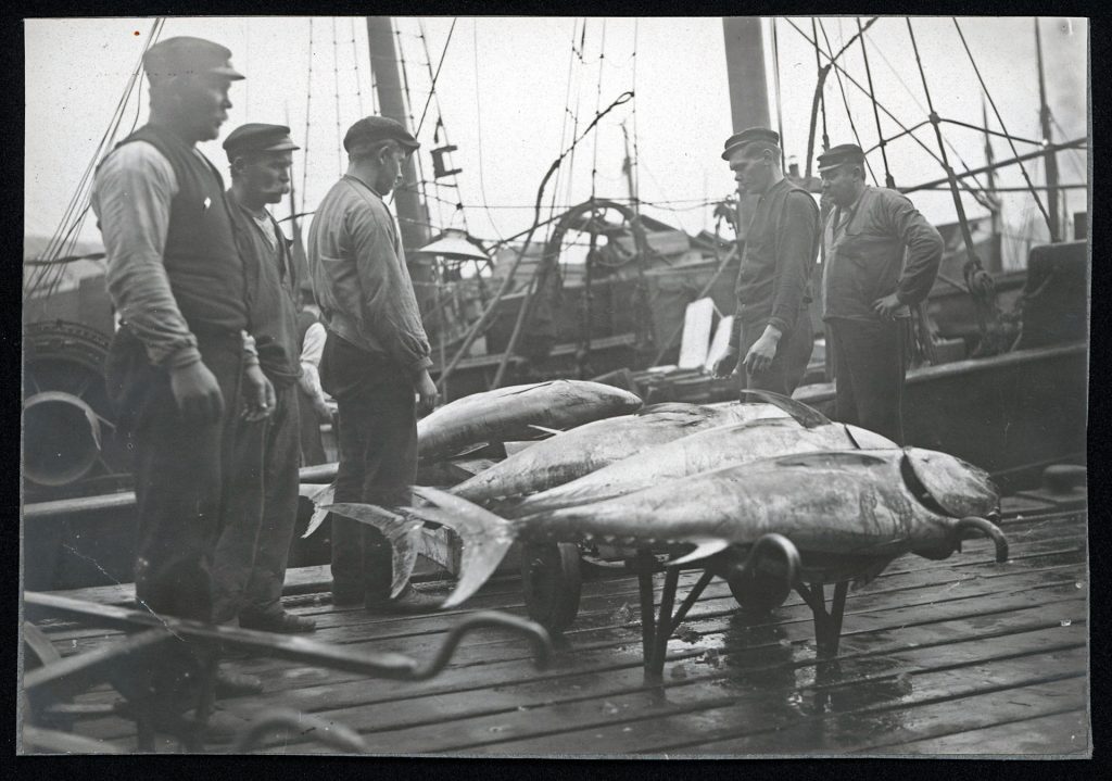 tonfisk i göteborgs fiskhamn på fartyg