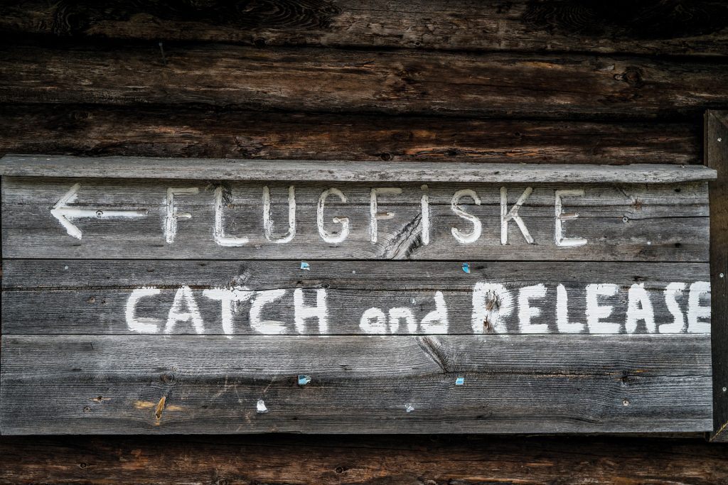 flugfiske catch and release