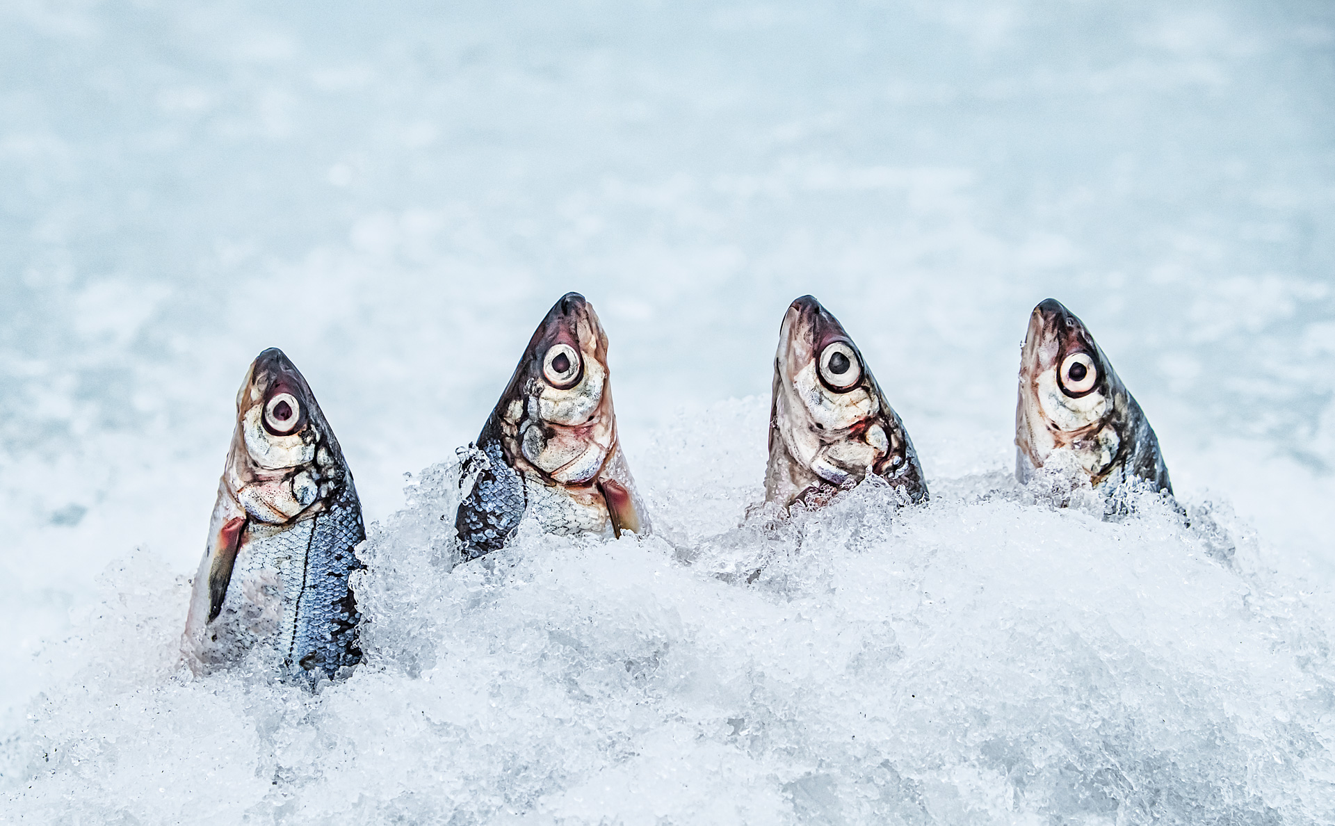 Porno chaqaloq sorishga majbur